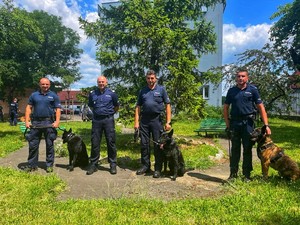 Zdjęcie przedstawia policjantów  z psami służbowymi