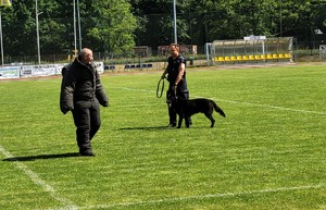 Zdjęcie kolorowe przedstawiające policjanta z psem służbowym i pozoranta.