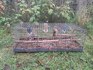 Zdjęcie przedstawiające klatki na ptaki.