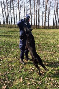 Zdjęcie przedstawia czarnego owczarka niemieckiego, który stoi na dwóch łapach obok policjanta.